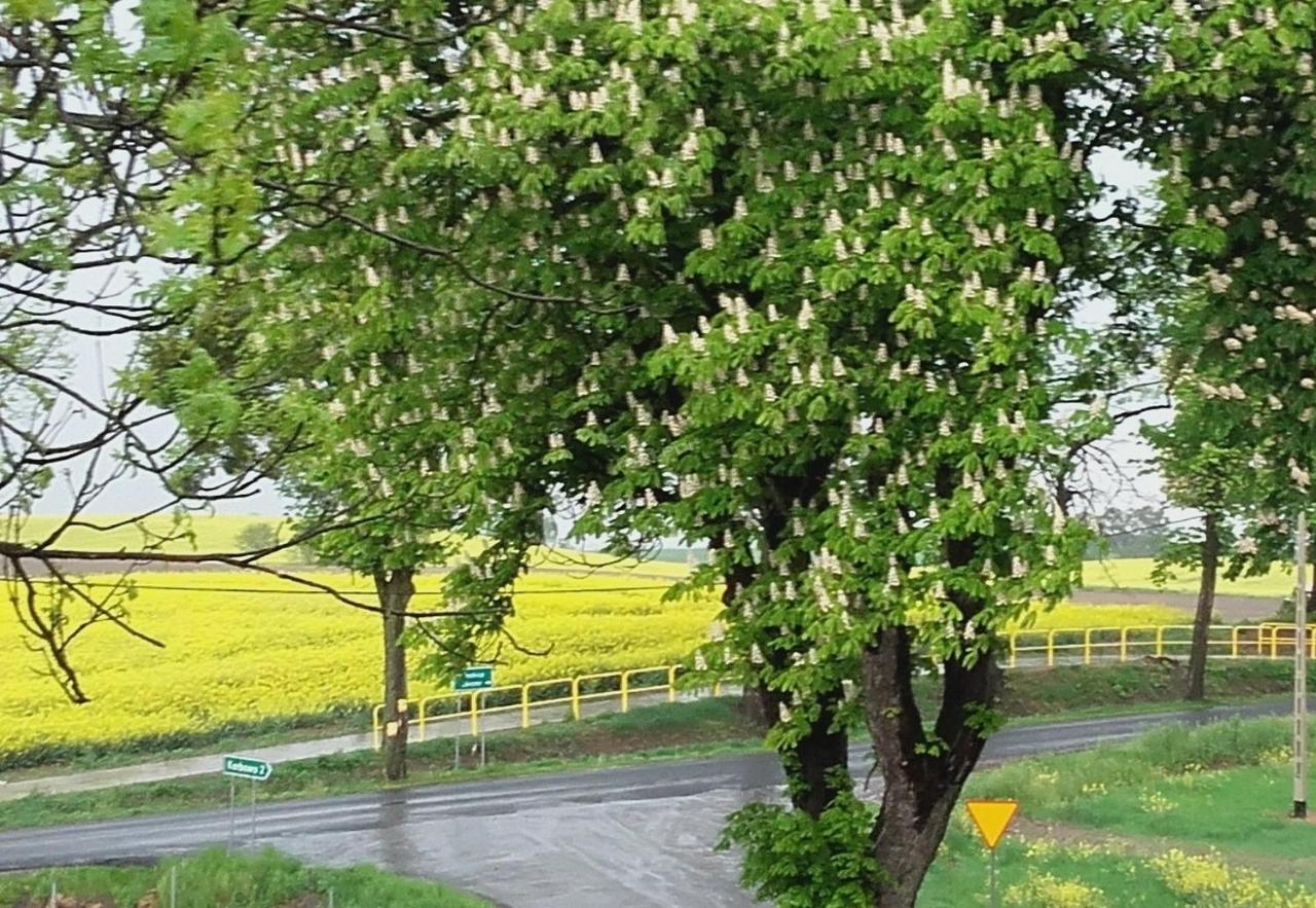 Noclegi Zdzislaw Sieradzki Zbiczno Экстерьер фото